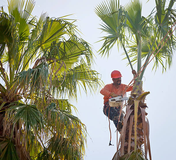 The Steps Involved in Our Tree Care Process in Ocala Estates, FL